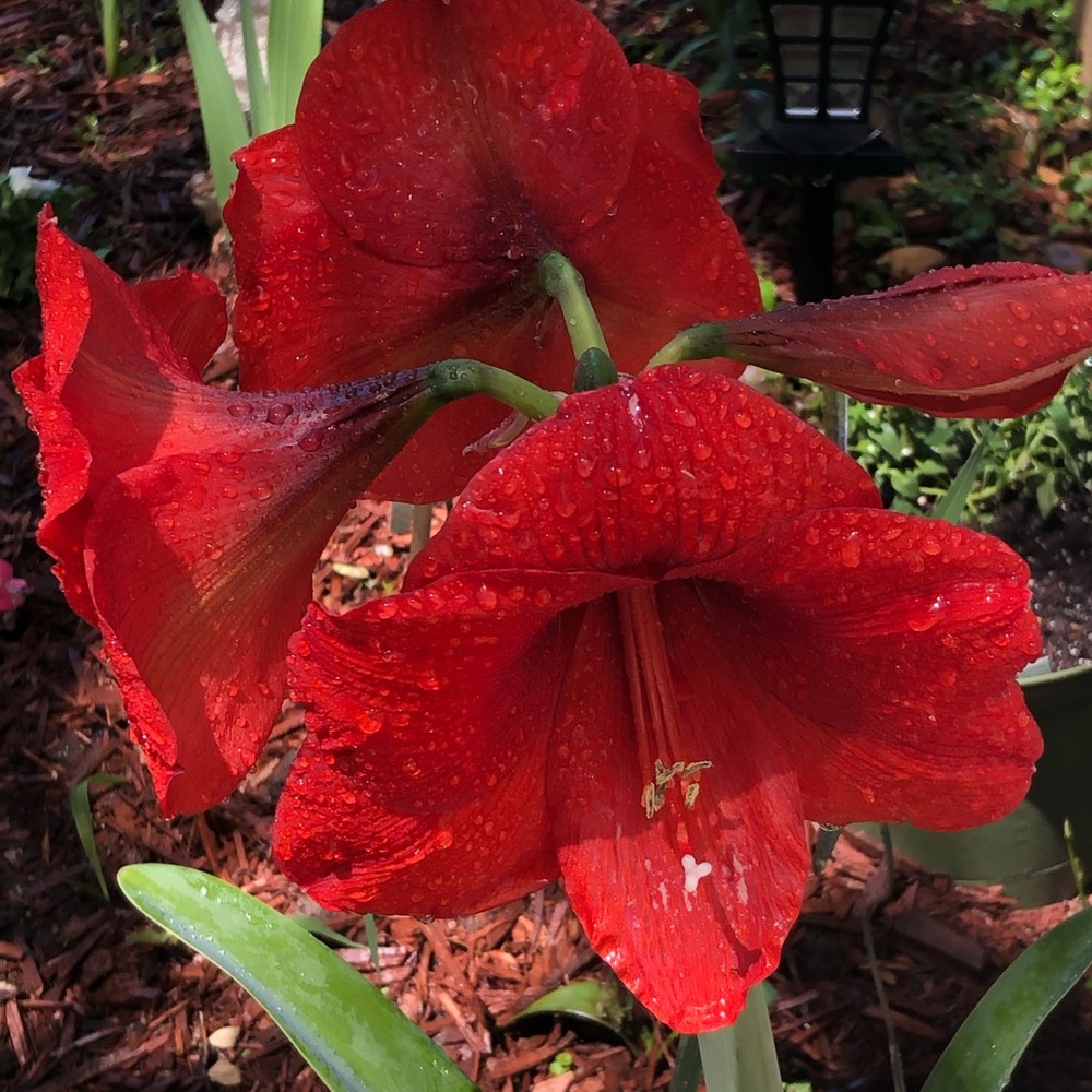 Meet your Posher, Myra